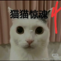 猫咪惊魂4下载-猫咪惊魂4中文版v7.6.9